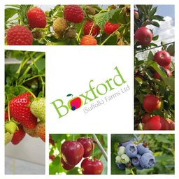 https://www.mncjobs.co.uk/company/boxford-suffolk-farms