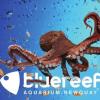 https://www.mncjobs.co.uk/company/blue-reef-aquarium