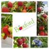 https://www.mncjobs.co.uk/company/boxford-suffolk-farms