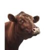 https://www.mncjobs.co.uk/company/dun-cow