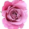 https://www.mncjobs.co.uk/company/georgina-beauty-rooms