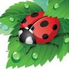 https://www.mncjobs.co.uk/company/ladybirds-nursery