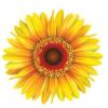 https://www.mncjobs.co.uk/company/sunflower-homecare