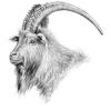 https://www.mncjobs.co.uk/company/the-goat-inn